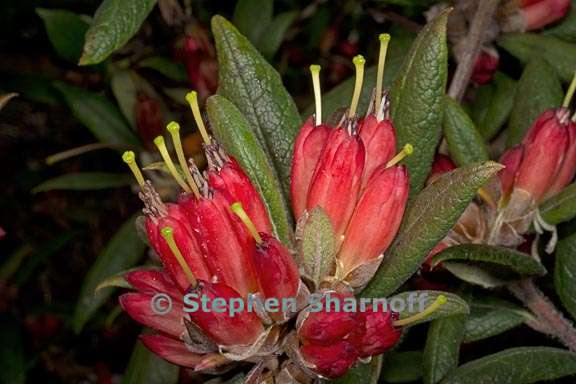 rhododendron spinuliferum subsection scabrifolia 6 graphic